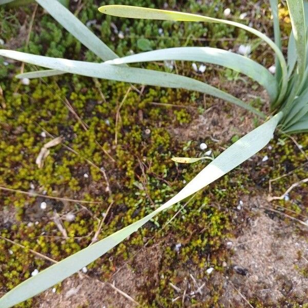 Pancratium maritimum Leaf