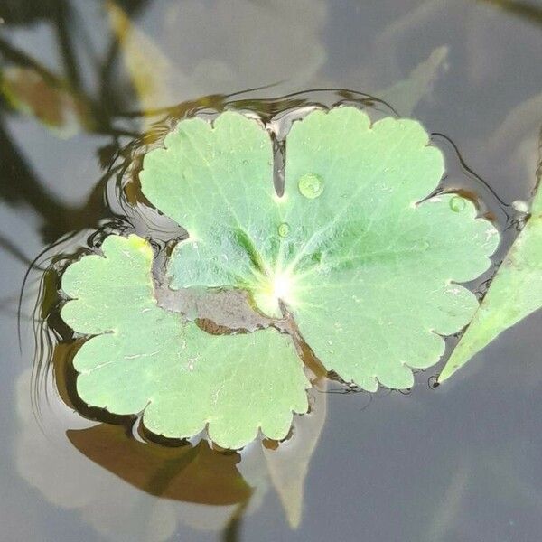 Hydrocotyle ranunculoides Лист