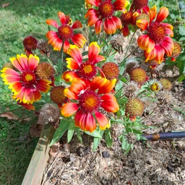 Gaillardia aristata Flower