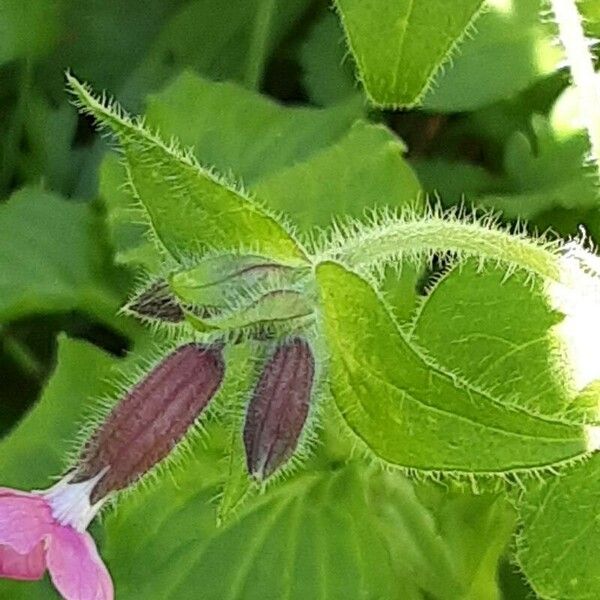 Silene pendula പുഷ്പം