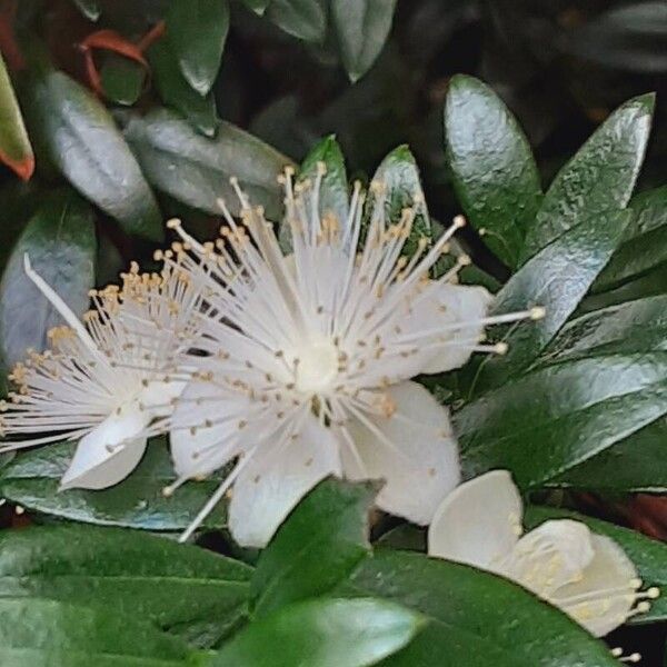 Myrtus communis Žiedas