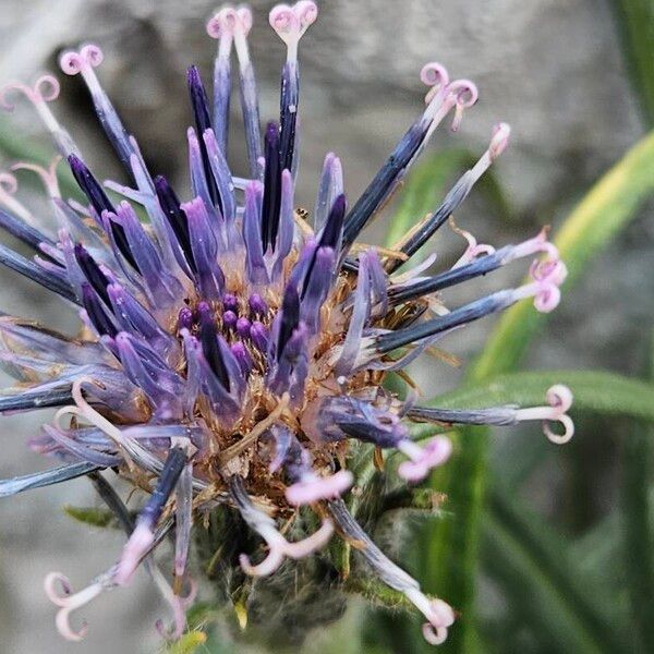 Saussurea alpina Flower