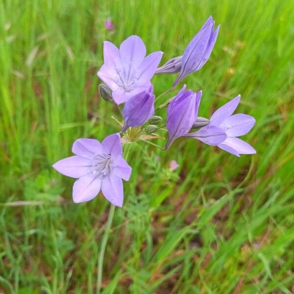 Triteleia laxa Çiçek