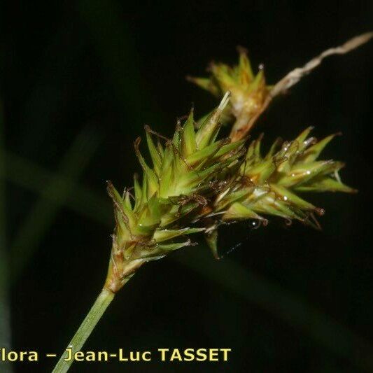 Carex pseudobrizoides Kvet