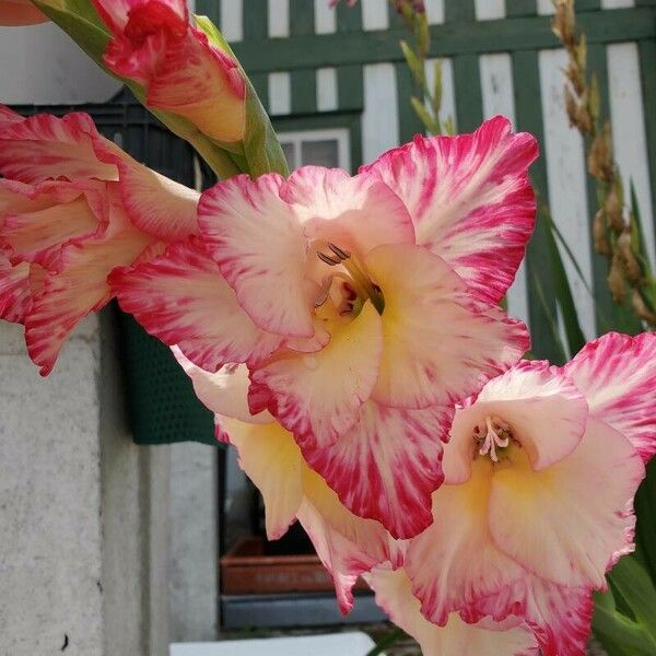 Gladiolus communis Flower