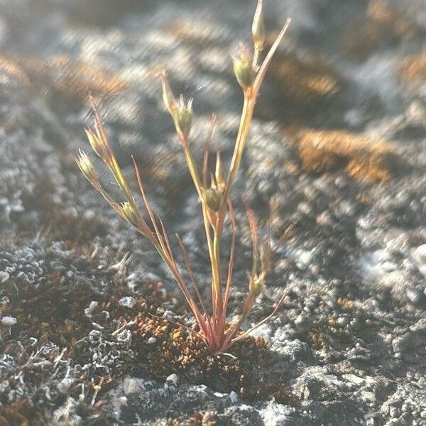 Juncus bufonius Květ