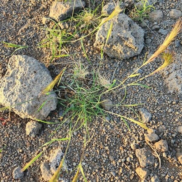 Aristida congesta 整株植物