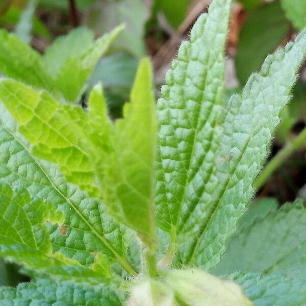 Melittis melissophyllum Leaf