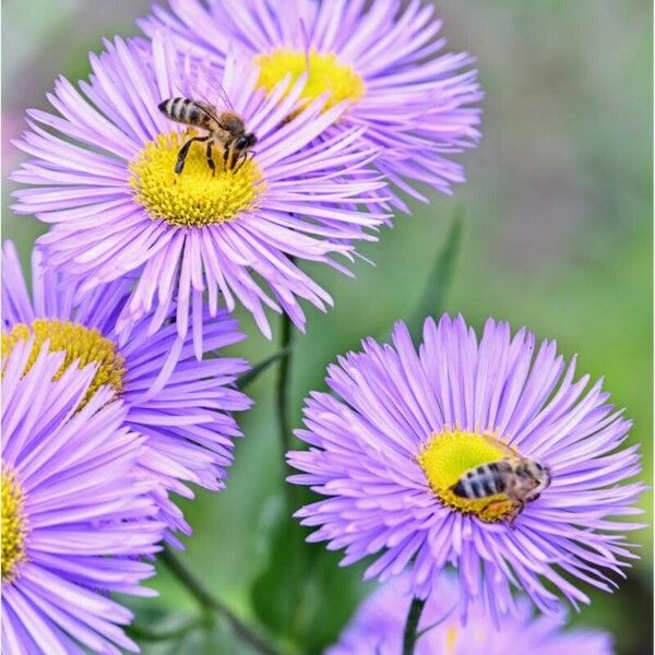 Erigeron speciosus Flower