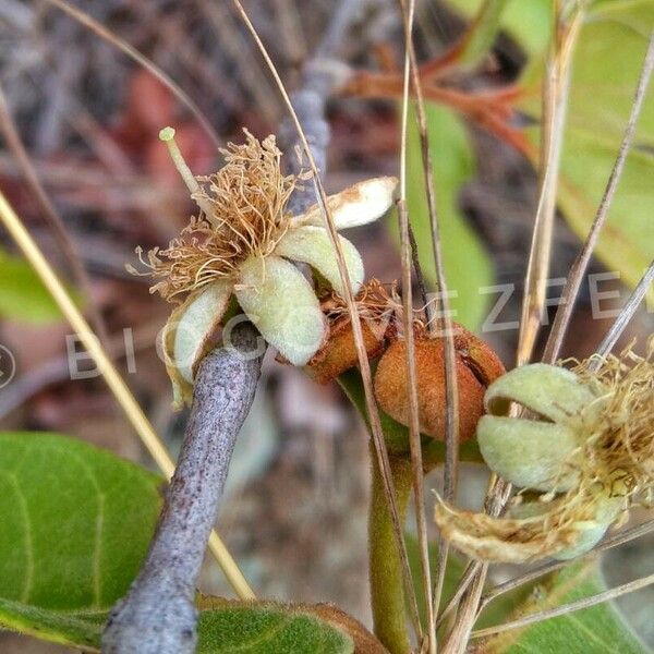 Campomanesia adamantium Bloem