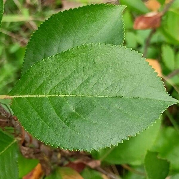 Aronia melanocarpa Leaf