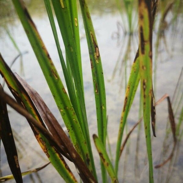 Sparganium erectum Blad