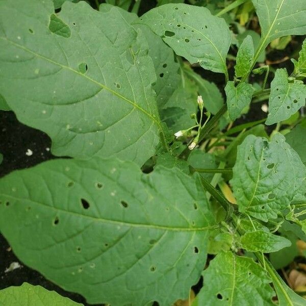 Solanum nigrum Folio