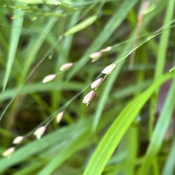 Melica uniflora Blomst