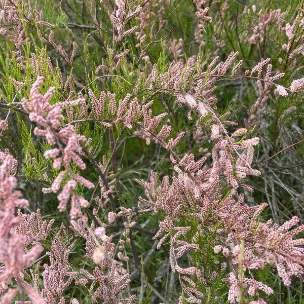 Tamarix parviflora Flower