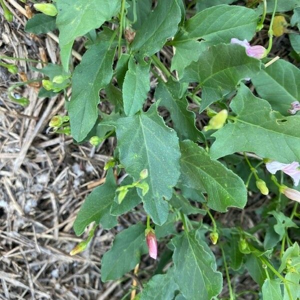 Convolvulus arvensis 叶