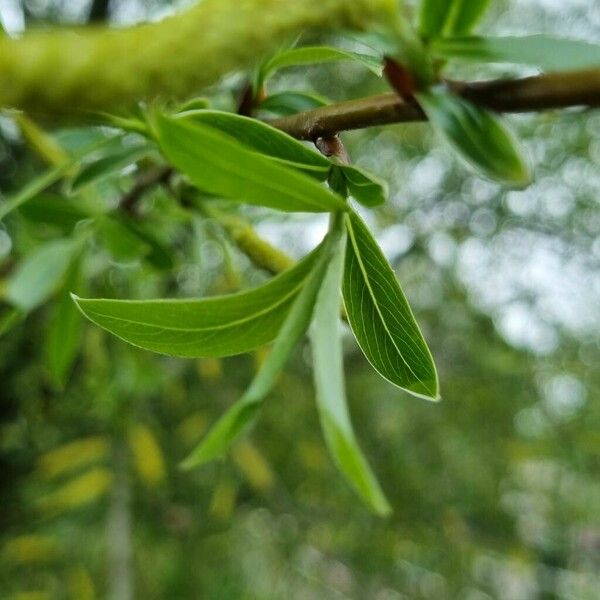 Salix triandra برگ