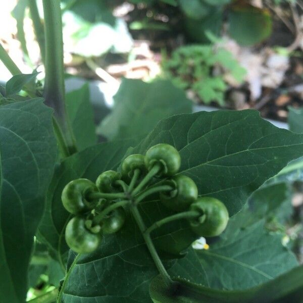 Solanum americanum Плод