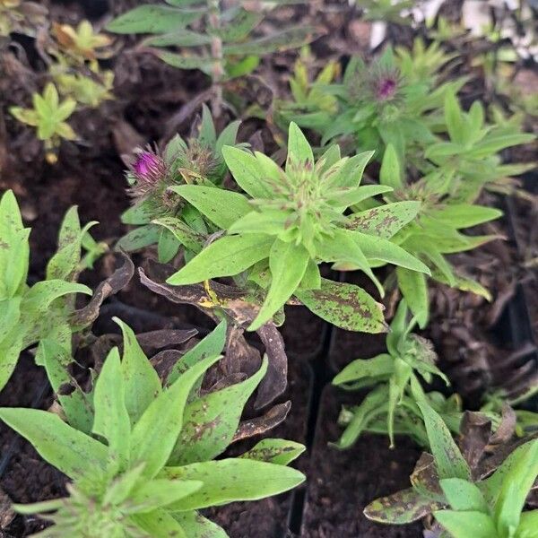 Symphyotrichum novae-angliae Leaf