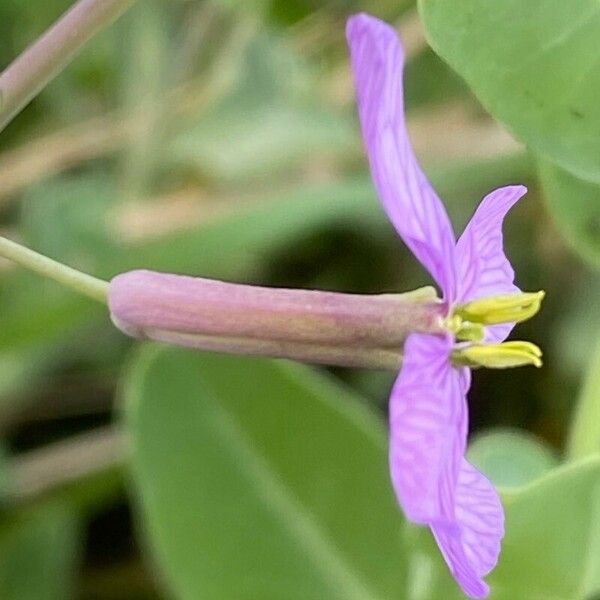 Moricandia arvensis 花