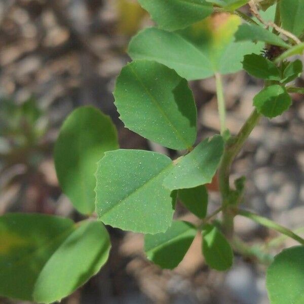 Trigonella esculenta Leaf