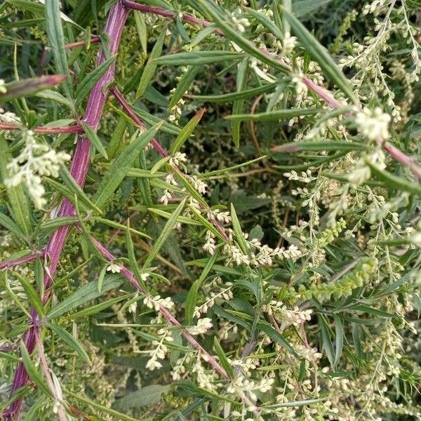 Artemisia herba-alba Leaf