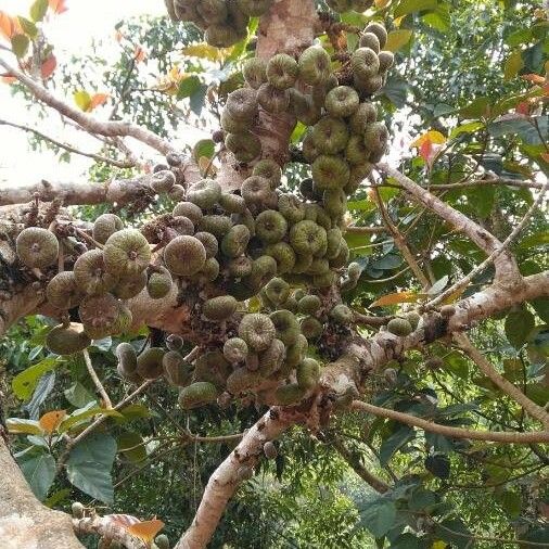 Ficus auriculata Fruit