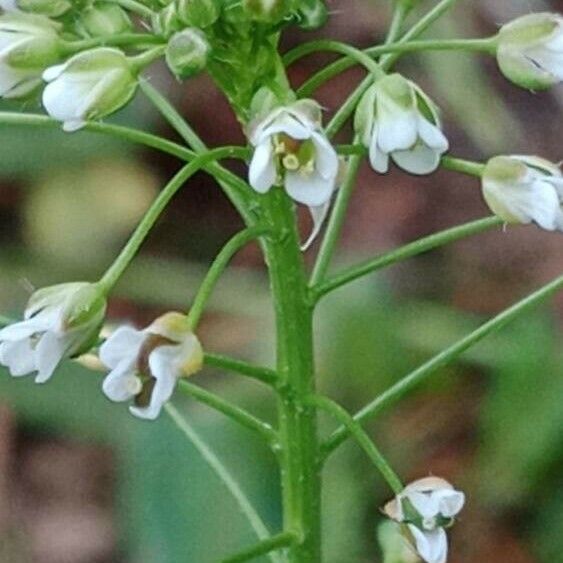 Capsella bursa-pastoris Žiedas