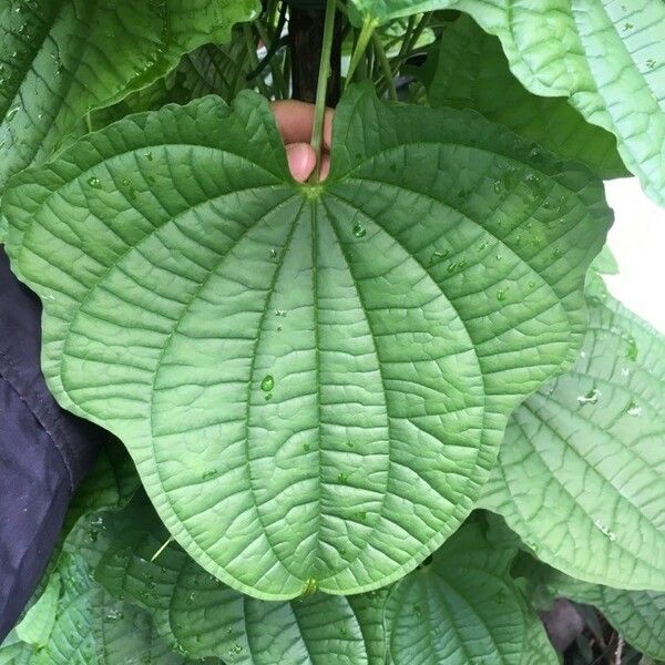 Dioscorea sansibarensis Leaf