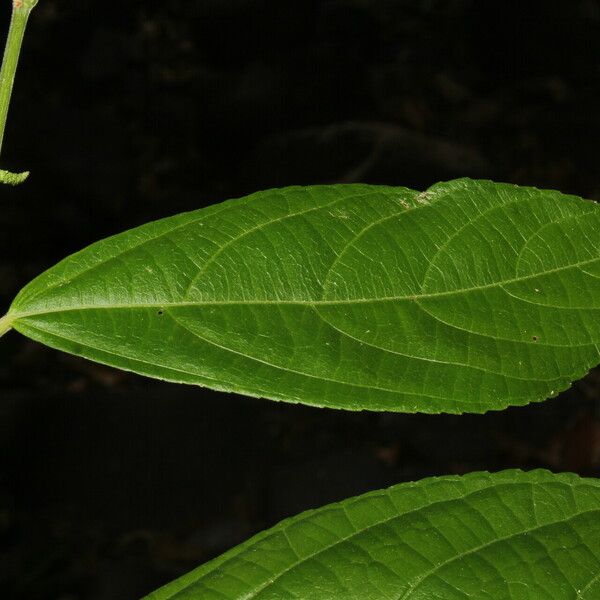 Acalypha diversifolia Hoja