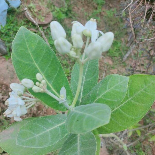 Calotropis procera Flower