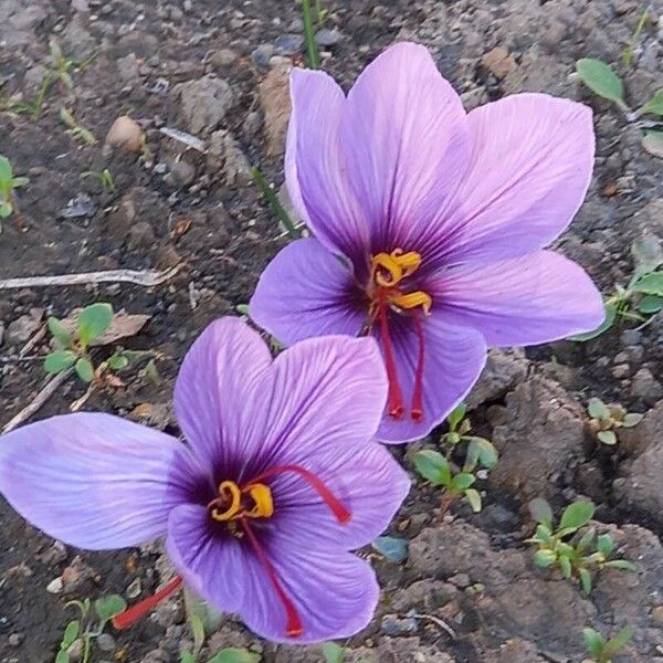 Crocus sativus പുഷ്പം