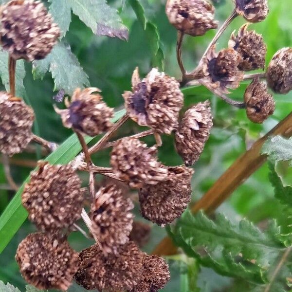 Tanacetum vulgare Fruit