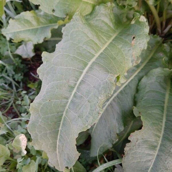 Rumex patientia Leaf