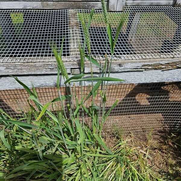 Triticum aestivum Habit