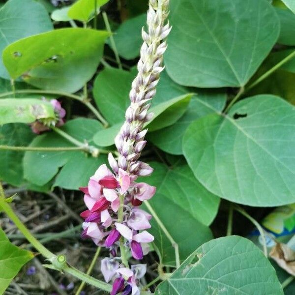 Pueraria montana Flor