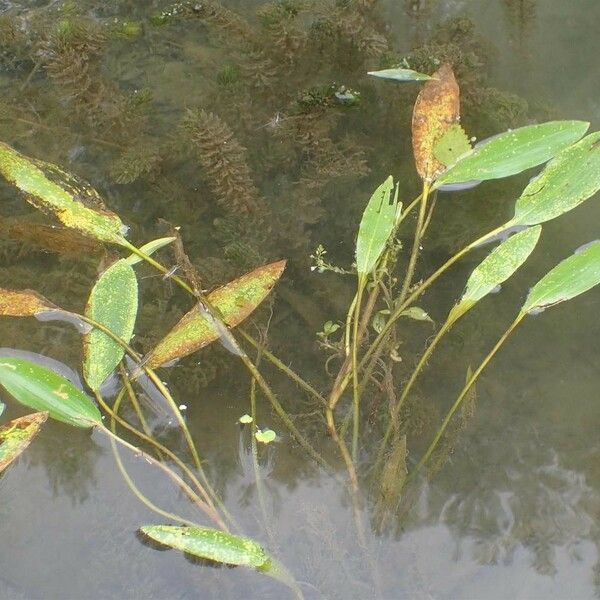 Potamogeton nodosus Habit