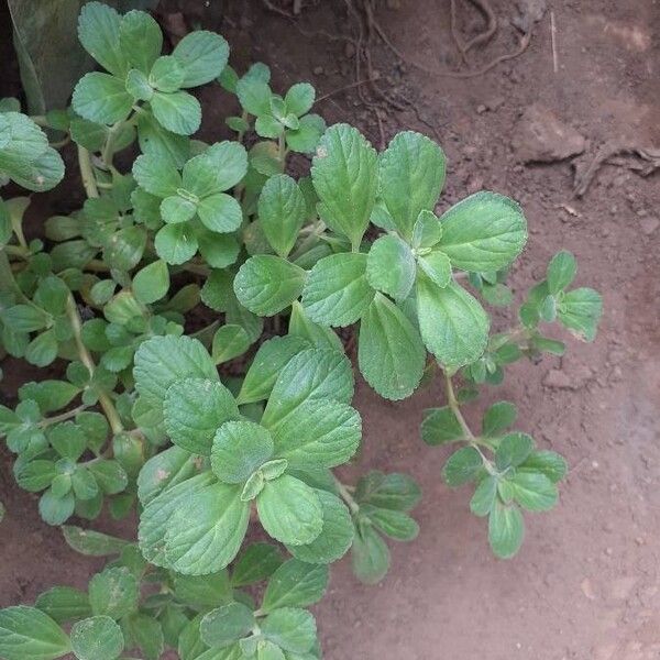 Plectranthus amboinicus برگ