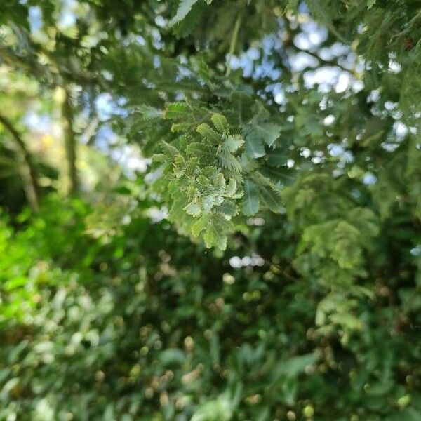 Acacia baileyana Leaf