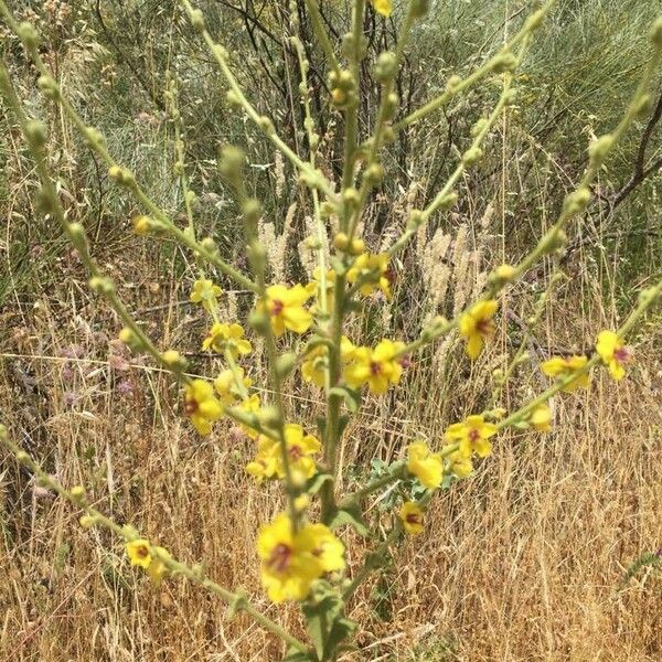 Verbascum sinuatum Floare