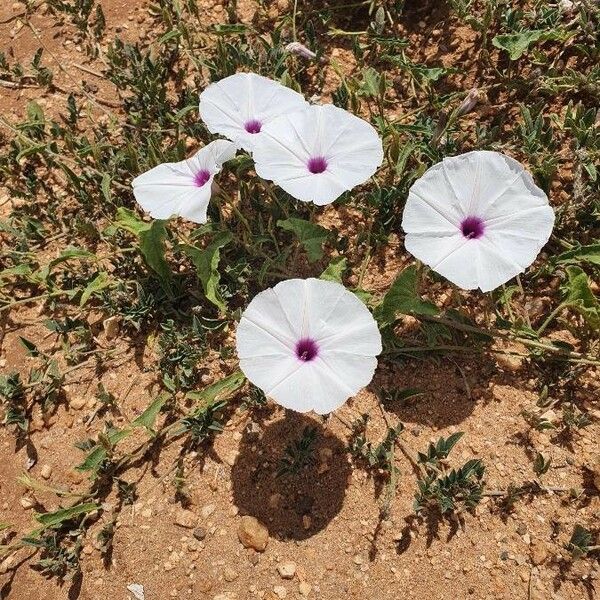 Ipomoea mombassana Blomma