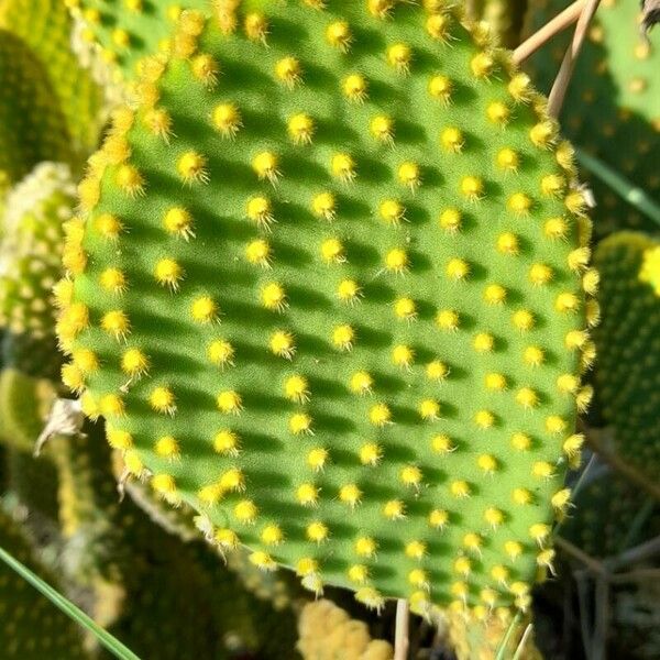 Opuntia microdasys Leht