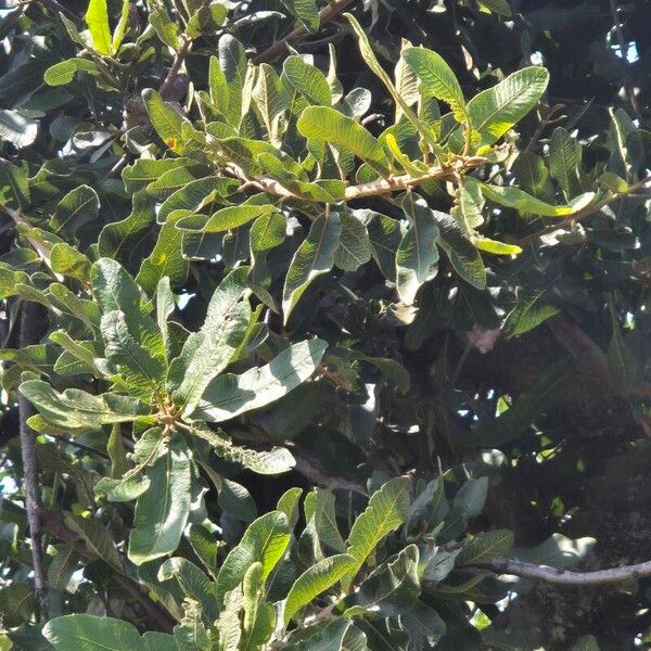 Pappea capensis Ліст
