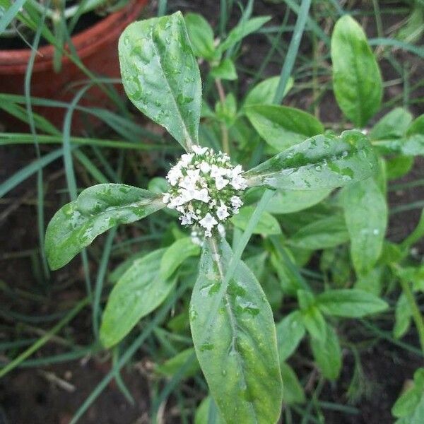 Mitracarpus hirtus Flower