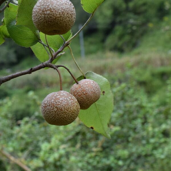 Pyrus pashia Pokrój