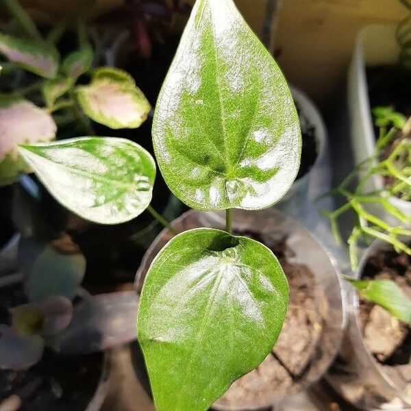 Alocasia cucullata Folha