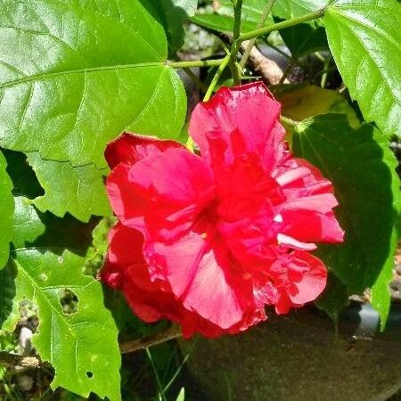Hibiscus rosa-sinensis Fleur