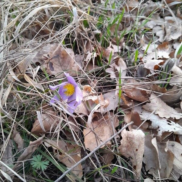 Pulsatilla patens Flor