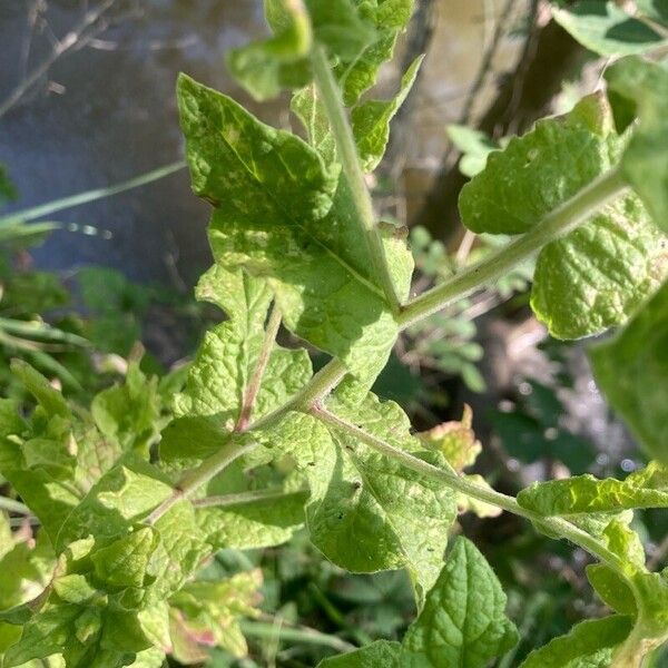 Pulicaria dysenterica Leht