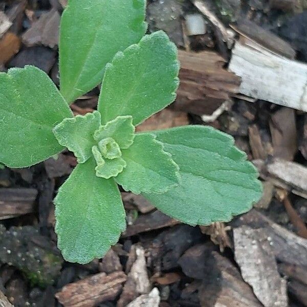 Coleus neochilus Blad